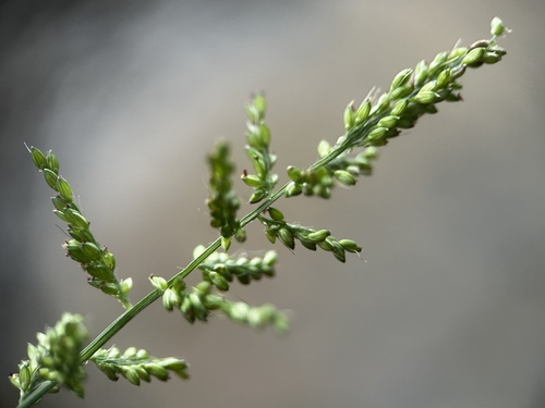 East Indian Bristlegrass (Setaria barbata)