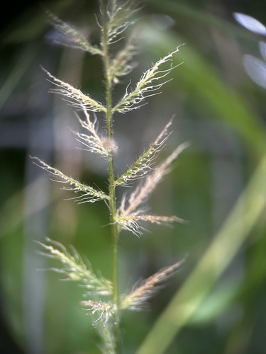 Image of Setaria barbata by (c) scallions, some rights reserved (CC BY)