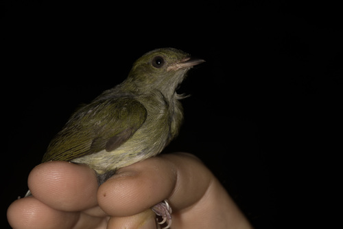 Fiery-capped Manakin (Machaeropterus pyrocephalus), photo 8