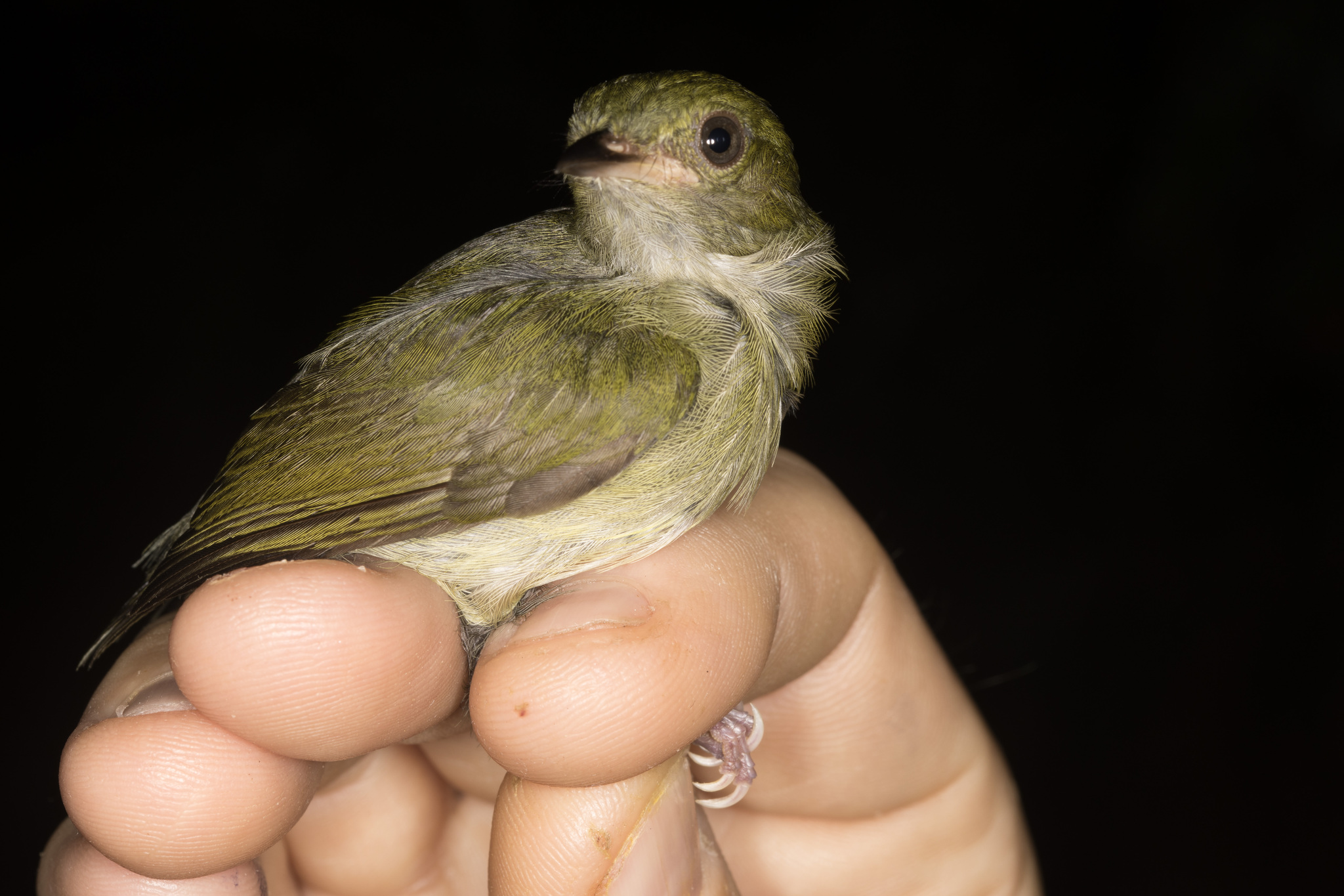 Fiery-capped Manakin (Machaeropterus pyrocephalus), photo 3