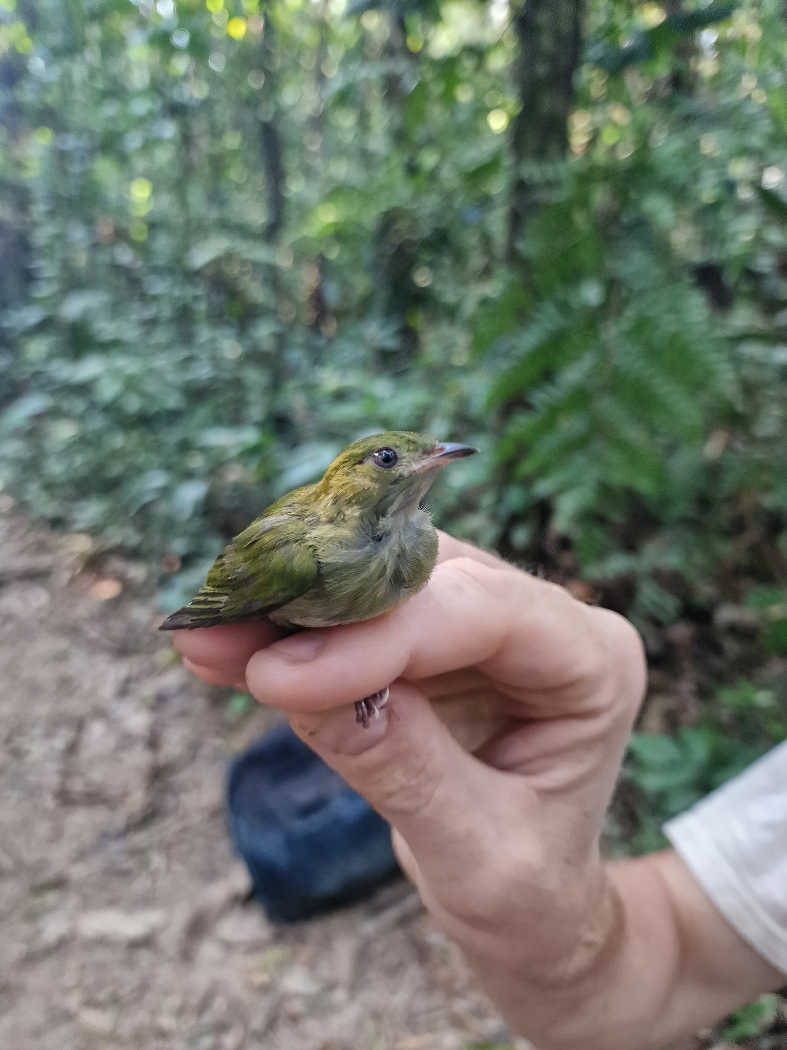 Fiery-capped Manakin (Machaeropterus pyrocephalus), photo 4