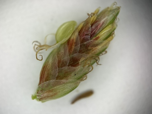 Image of Cyperus stoloniferus by (c) scallions, some rights reserved (CC BY)