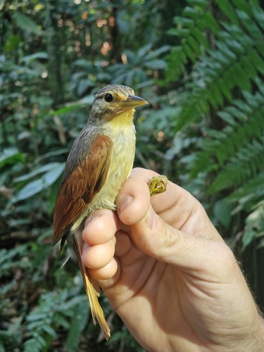 Chestnut-winged Foliage-gleaner (Dendroma erythroptera), photo 4