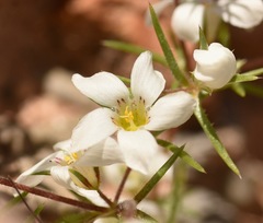 Linanthus demissus