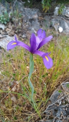 Iris xiphium