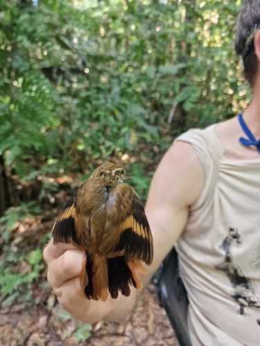 Amazonian Plain Xenops (Xenops genibarbis), photo 9