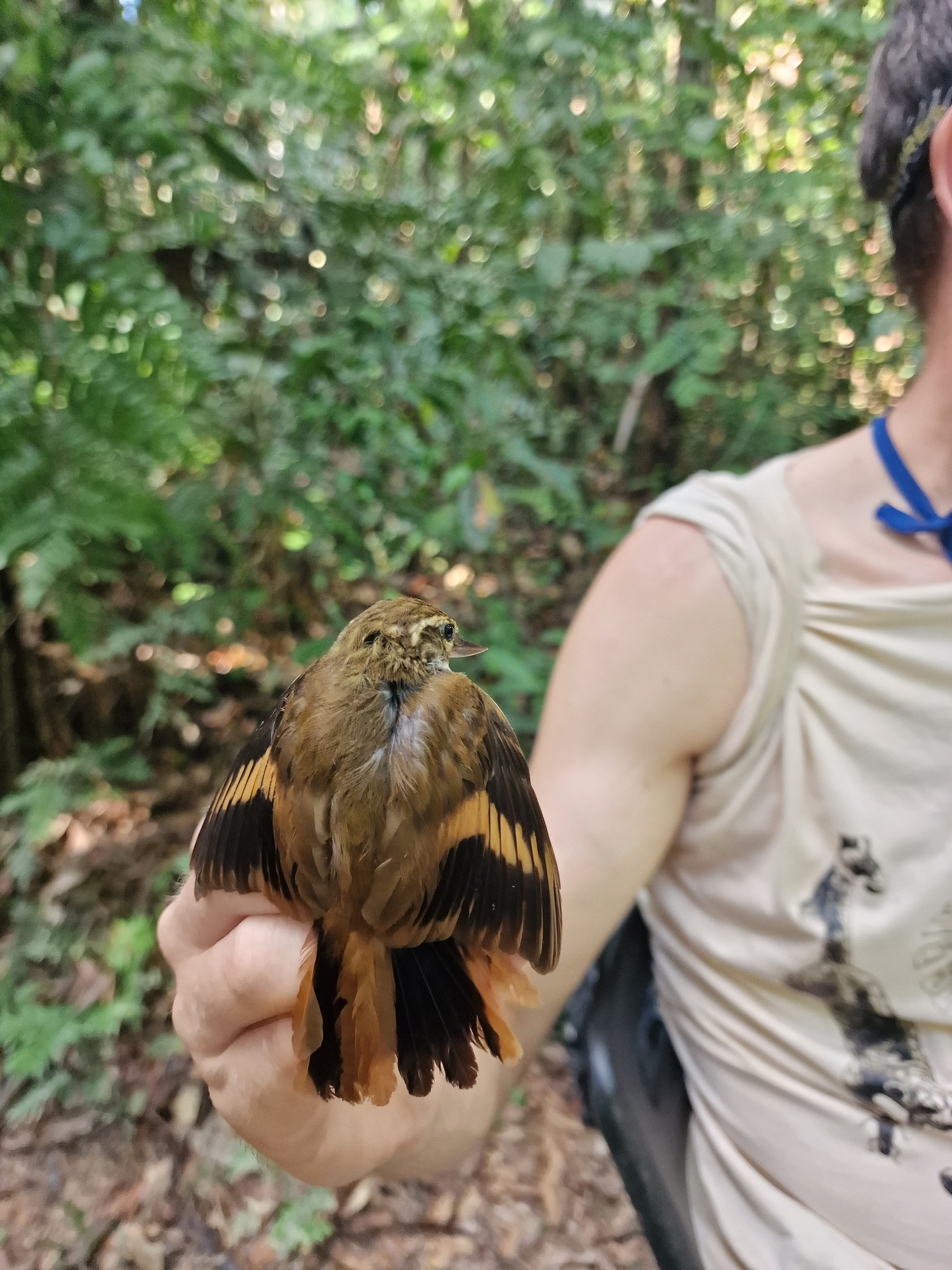 Amazonian Plain Xenops (Xenops genibarbis), photo 10