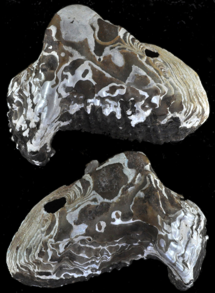 Modellnaia siamensis
