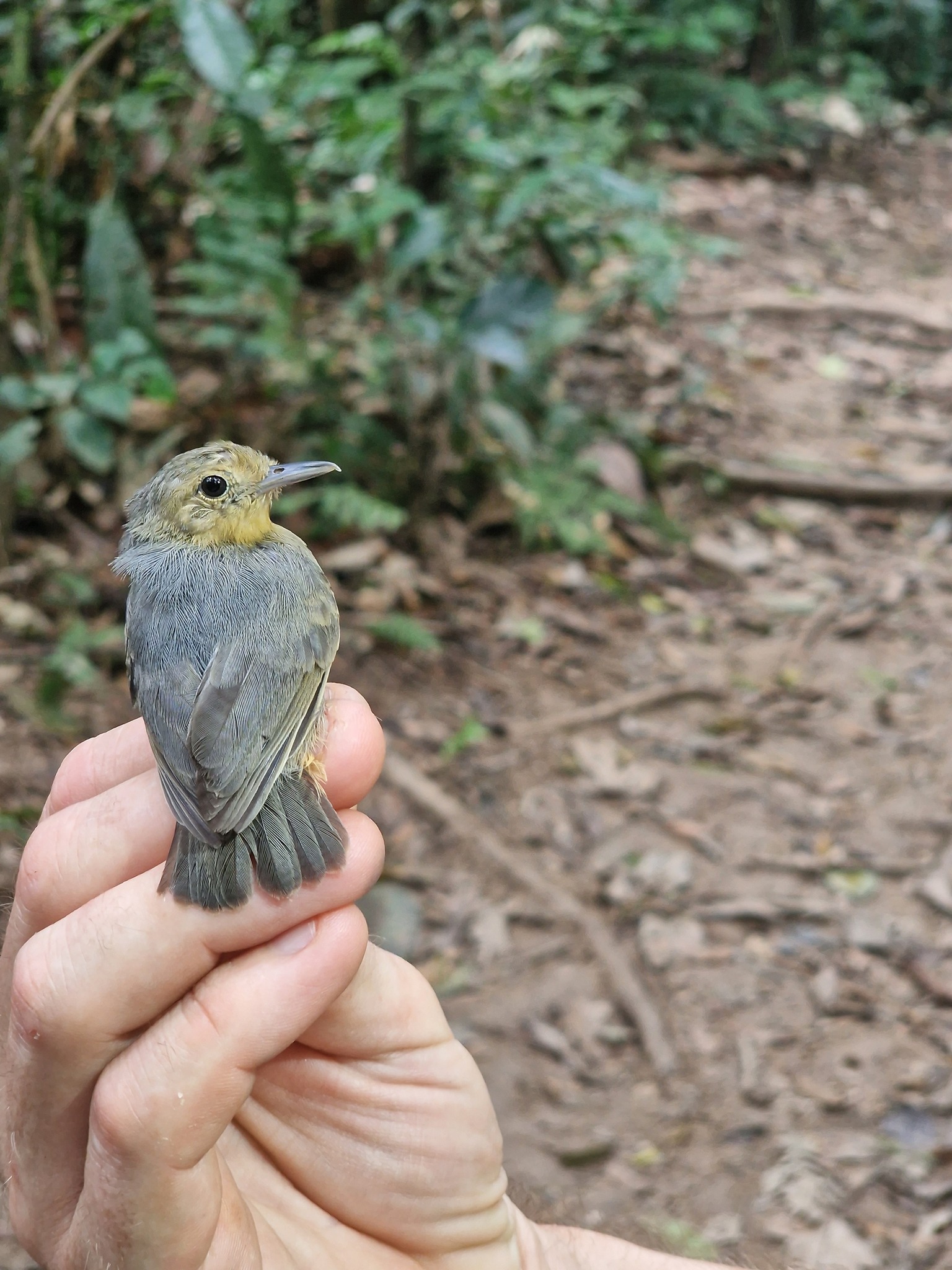Grey Antwren (Myrmotherula menetriesii), photo 9