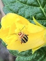 Disonycha spilotrachela