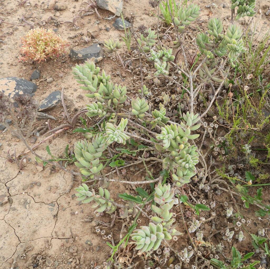 Sphaeritis trachysantha Eckl. & Zeyh. 2