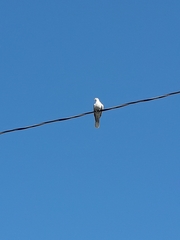 Streptopelia decaocto