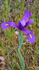 Iris xiphium