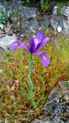 Iris xiphium