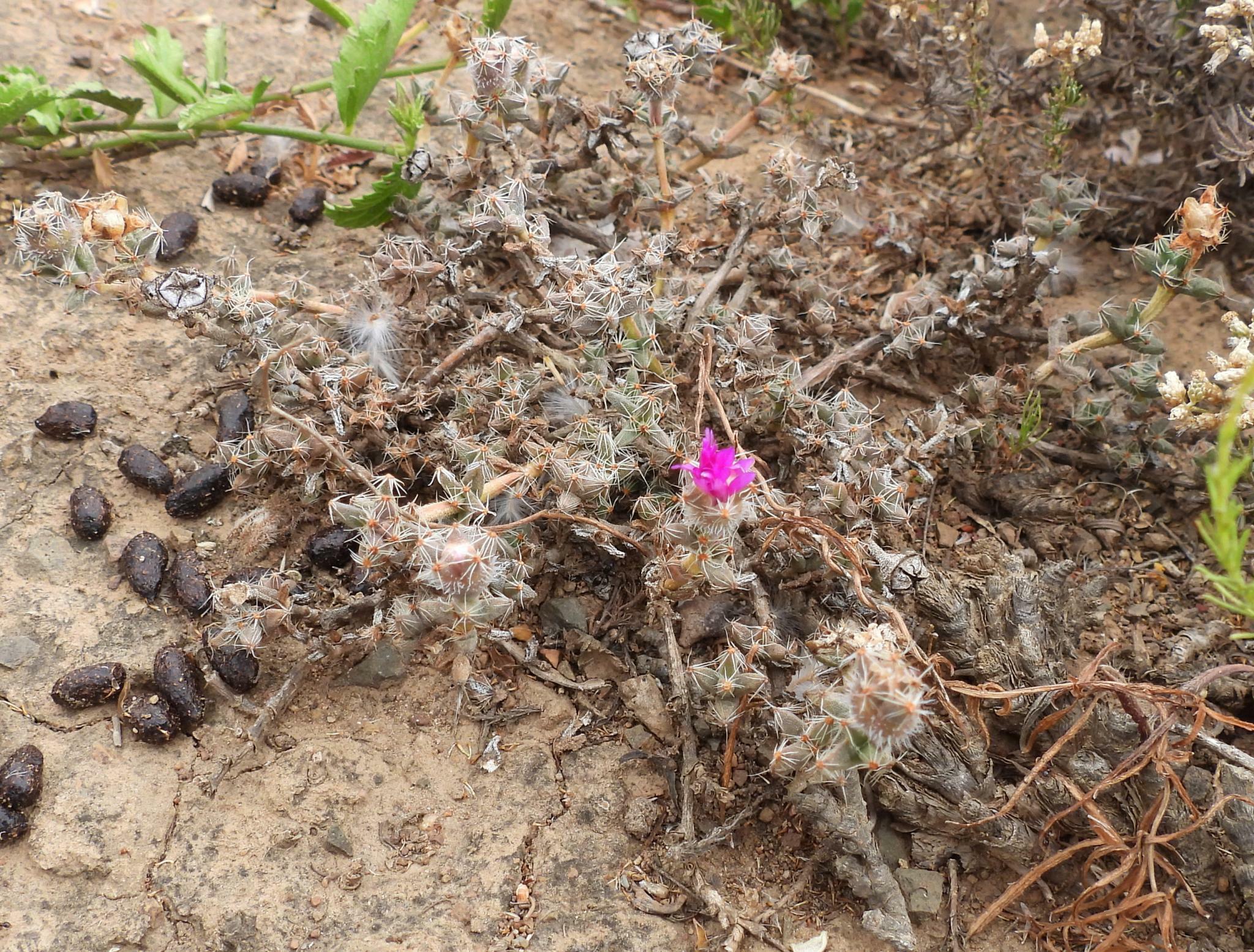 Trichodiadema bulbosum (Mill.) Schwantes 2