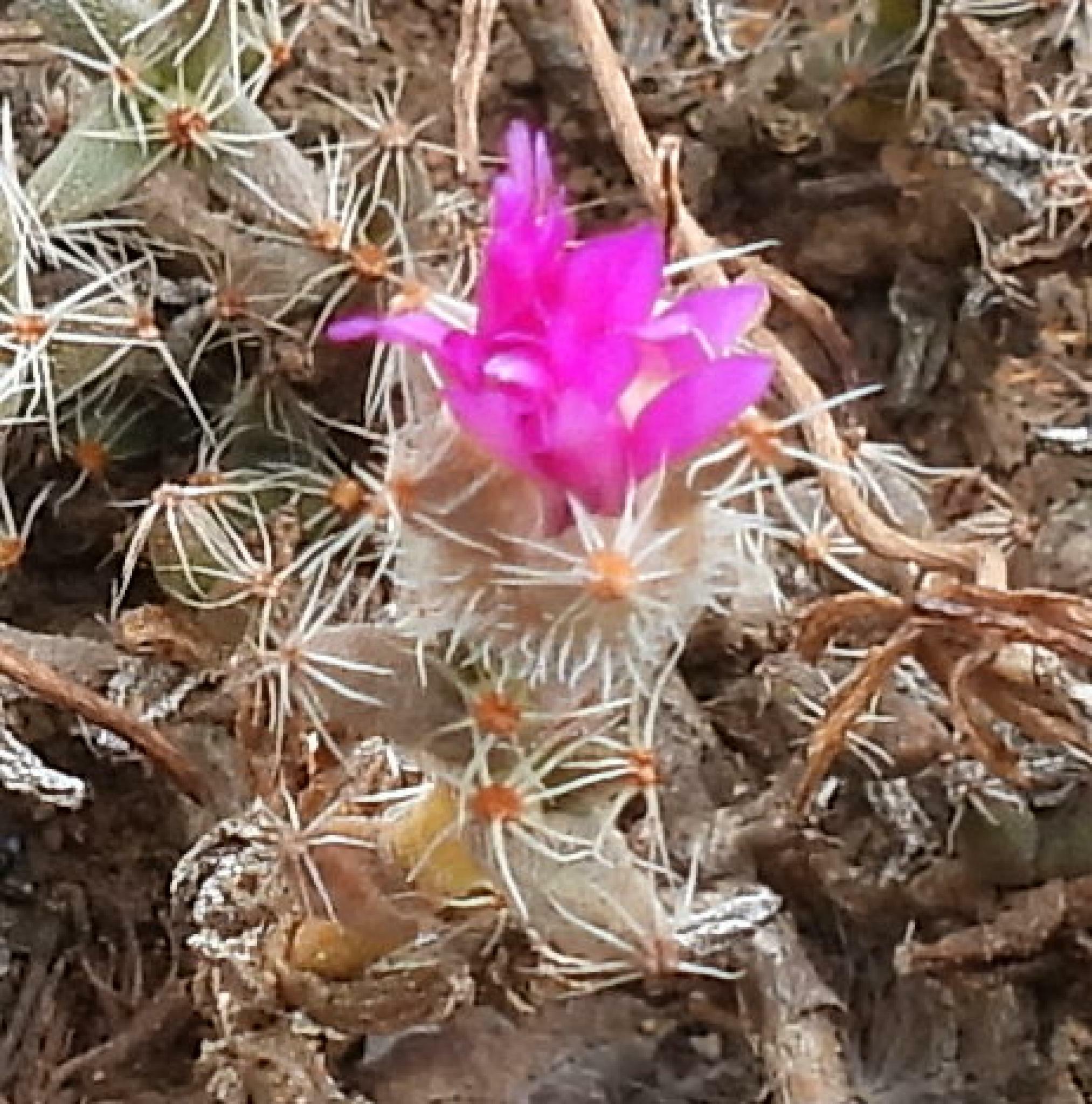 Trichodiadema bulbosum (Mill.) Schwantes 3