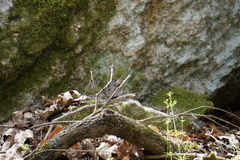 Peromyscus gossypinus
