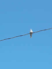 Streptopelia decaocto