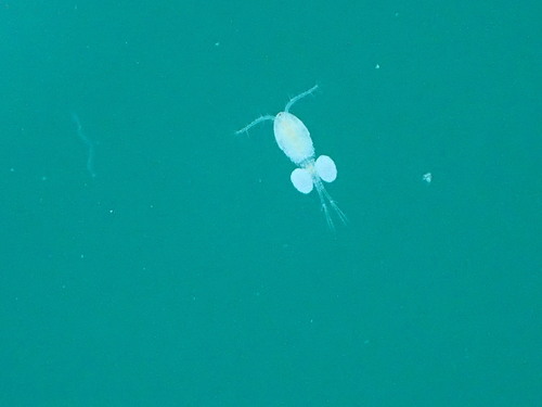 Cyclopidae