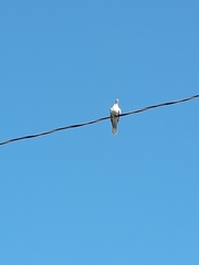 Streptopelia decaocto
