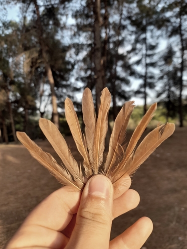 Plume de Rossignol philomèle