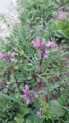 Lamium purpureum