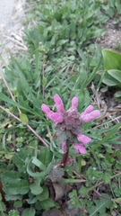 Lamium purpureum