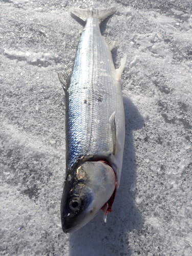 Coregonus artedi