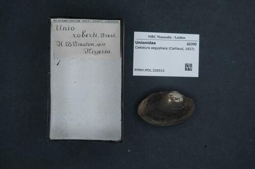 Coelatura aegyptiaca