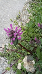 Lamium purpureum