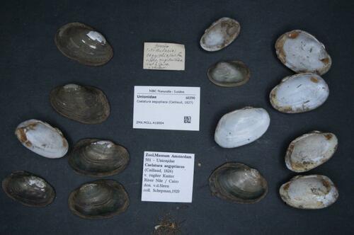 Coelatura aegyptiaca