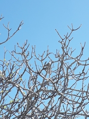 Streptopelia decaocto
