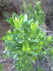Baccharis pilularis consanguinea