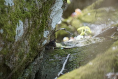 Peromyscus gossypinus