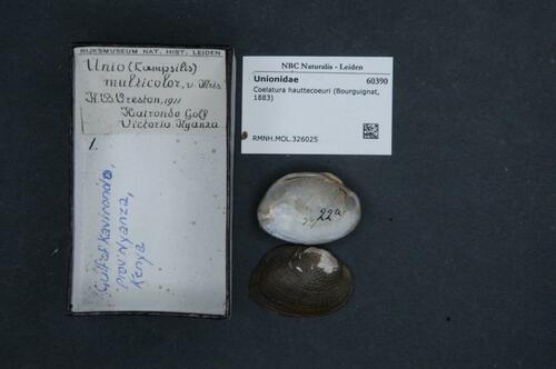 Coelatura hauttecoeuri