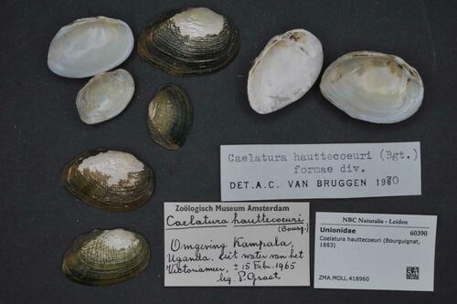 Coelatura hauttecoeuri