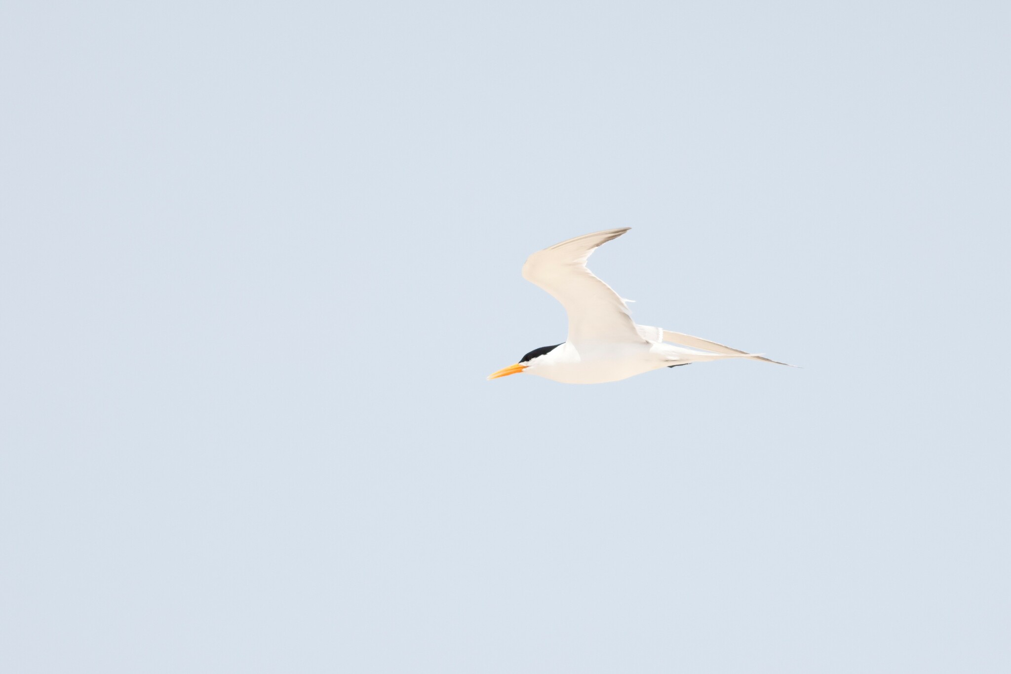 Lesser Crested Tern