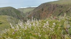 Malacothamnus clementinus