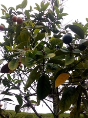 Posoqueria latifolia