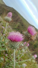 Cirsium occidentale occidentale
