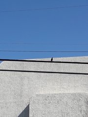 Sturnus vulgaris