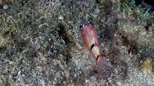 Mimic cardinalfish (Apogon phenax) — Apogonidae — 4
