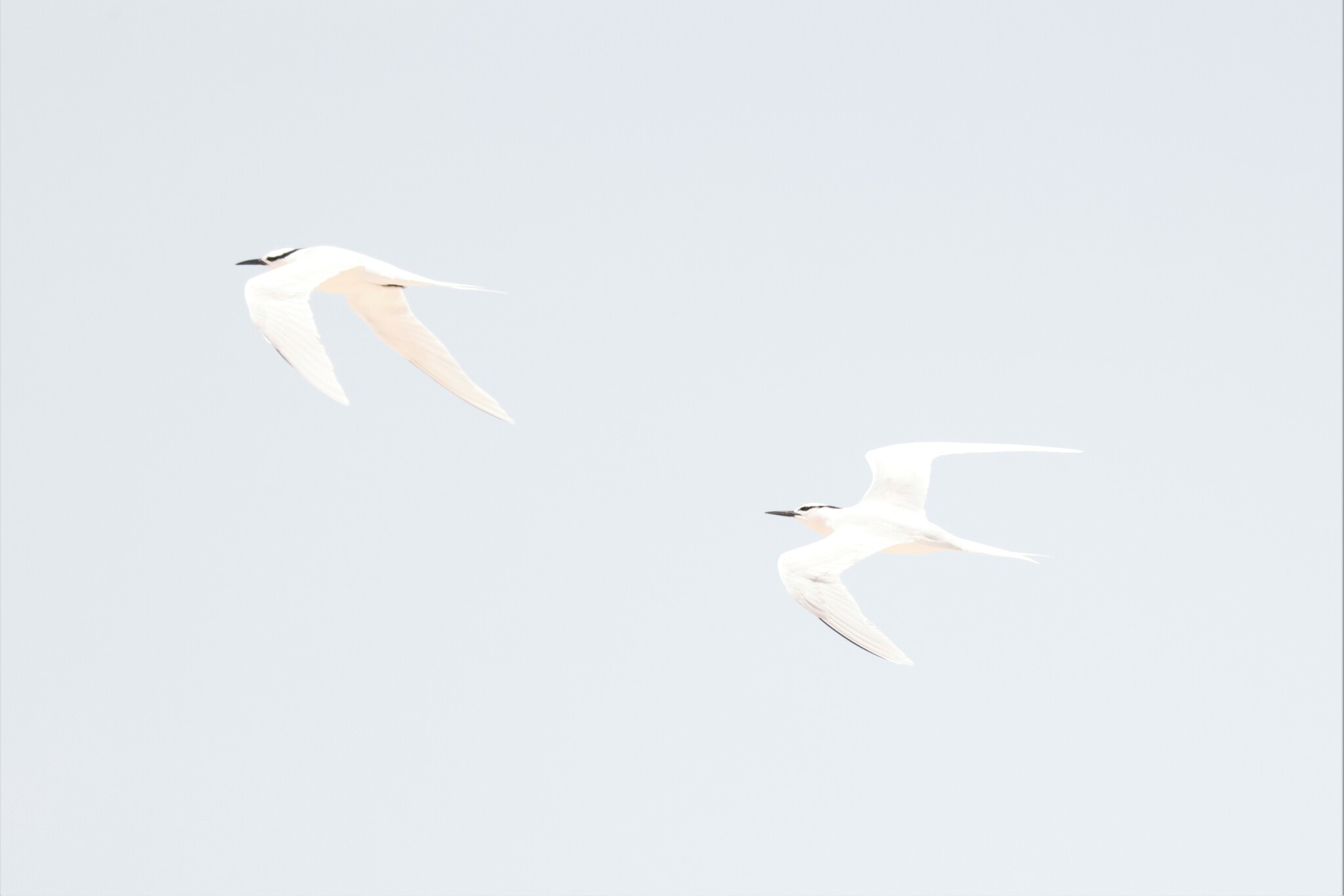 Black-naped Tern