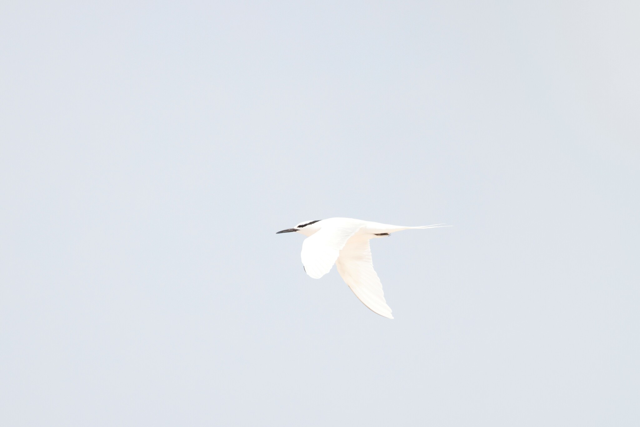 Black-naped Tern