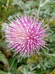 Cirsium occidentale occidentale