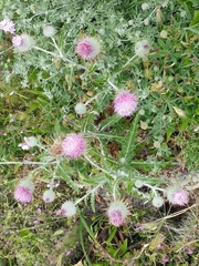 Cirsium occidentale occidentale