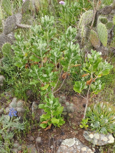 Image of Hazardia cana by (c) Casey H. Richart, some rights reserved (CC BY)