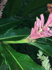 Alpinia purpurata