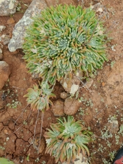Dudleya virens