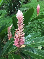 Alpinia purpurata